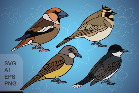 Set of Funny Birds Graphics and Illustrations Review